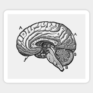 Simple Brain Diagram Sticker